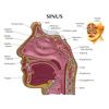 Anatomical Basic Sinus Model - Labelled