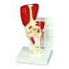 Anatomical Muscled Joint Set - Knee Joint Model