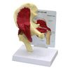 Anatomical Muscled Right Hip Joint Model