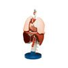 Anatomical Respiratory Organs Model