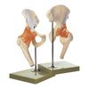 Anatomical Functional Right Hip Joint Model