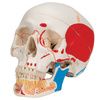A3BS Classic painted Three part Human Skull Model