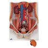 A3BS Six Part Dual Sex Urinary System Model