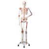 A3BS Sam the Super Human Skeleton Model