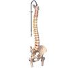 A3BS Lifetime Flexible Male Spine Model