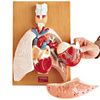 Anatomical Heart and Respiratory Organs Model