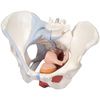 A3BS Four Part Female Pelvis With Ligaments And Muscle Organs Model