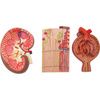 A3BS Kidney Section with Nephrons, Blood Vessels and Renal Corpuscle Model