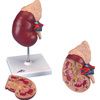 A3BS Two Part Kidney with Adrenal Gland Model