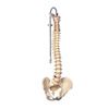 Anatomical Model - Flexible Spine