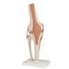 Anatomical Model - Functional Knee Joint