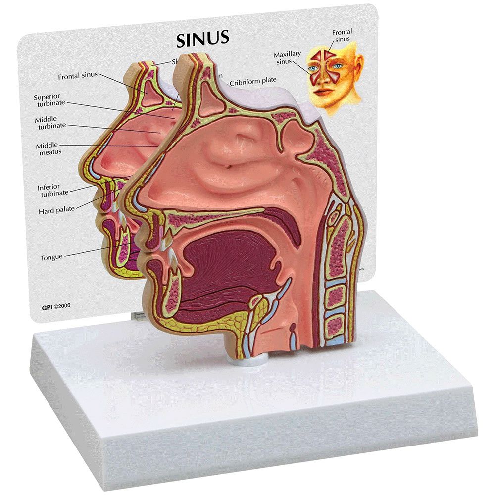 nasal cavity model labeled