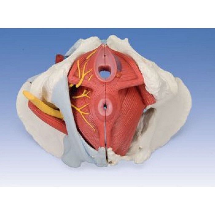Medical Anatomical Female Pelvis Model with Removable Organs, 6-part, Life  Size : : Health & Personal Care
