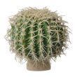 Exo-Terra Desert Cactus Terrarium Plant