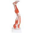 Fabrication Regular Muscular Leg Anatomical Model