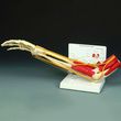 Anatomical Muscled Joint Set - Right Elbow Joint Model