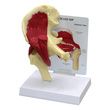 Anatomical Muscled Right Hip Joint Model