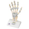 A3BS Three Part Hand Skeleton Model with Ligaments and carpal tunnel