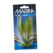 Marina Amazon Sword Plant