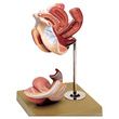 Anatomical Model of Female Genital Organs