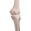A3BS anatomical Human skeleton Model - Bone Joint