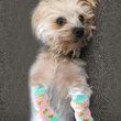 Doggie Design Dog Socks Protects dog from injuries