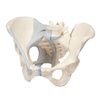 A3BS Three Part Female Pelvis With Ligaments Model