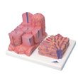 A3BS Two Part Micro Anatomy Liver Model