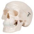 A3BS Classic Three part Human Skull Model