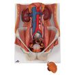 A3BS Six Part Dual Sex Urinary System Model