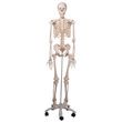 A3BS Standard anatomical Human skeleton Model