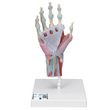 A3BS Four Part Hand Skeleton Model with Ligaments and Muscles