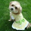 Doggie Design Emily Yellow Floral and Lace Dog Dress With Matching Leash