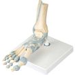 A3BS Foot Skeleton Model with Ligaments