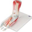 A3BS Foot Skeleton Model with Ligaments and Muscles