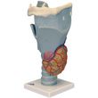 A3BS 2.5 Times Full Size Functional Larynx