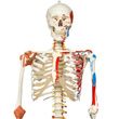 Anatomical Model - Sam the super skeleton