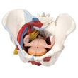 Anatomical Model - Female pelvis