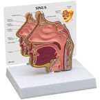 Buy Anatomical Basic Sinus Model