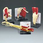 Buy Anatomical Model of Life Size Muscled Joint Set