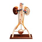 Buy Anatomical Hands on Urinary System Model