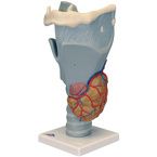 Buy A3BS 2.5 Times Full Size Functional Larynx