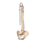 Buy Anatomical Model - Flexible Spine