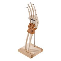 Buy Ultra-Flex Ligamented Hand and Wrist
