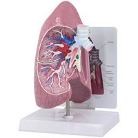 Buy Anatomical Right Lung Model
