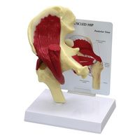 Buy Anatomical Muscled Right Hip Joint Model