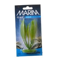 Buy Marina Amazon Sword Plant