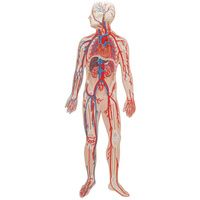 Buy A3BS Half Life Size Circulatory system