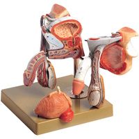 Buy Anatomical Model of Male Genital Organs