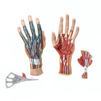 Buy A3BS Three Part Internal Hand Structure Model